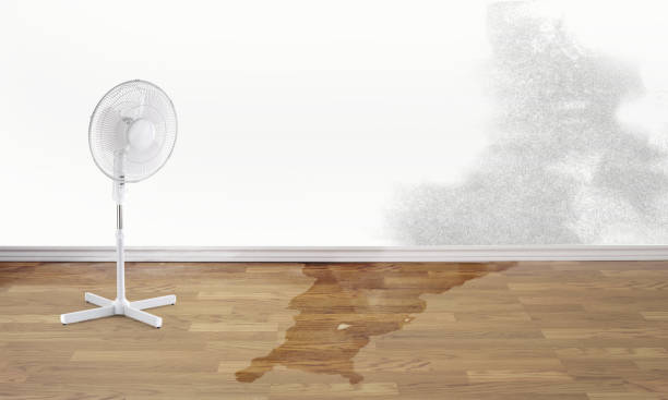 Best Local water damage restoration  in Roosevelt, NJ